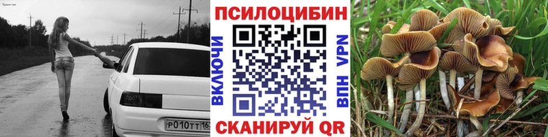 купить наркотик  Зеленогорск  Псилоцибиновые грибы Psilocybe 